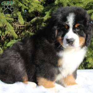 Simba, Bernese Mountain Dog Puppy