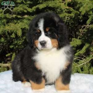 Simba, Bernese Mountain Dog Puppy