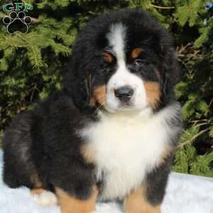 Simba, Bernese Mountain Dog Puppy