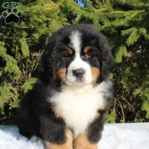 Simba, Bernese Mountain Dog Puppy