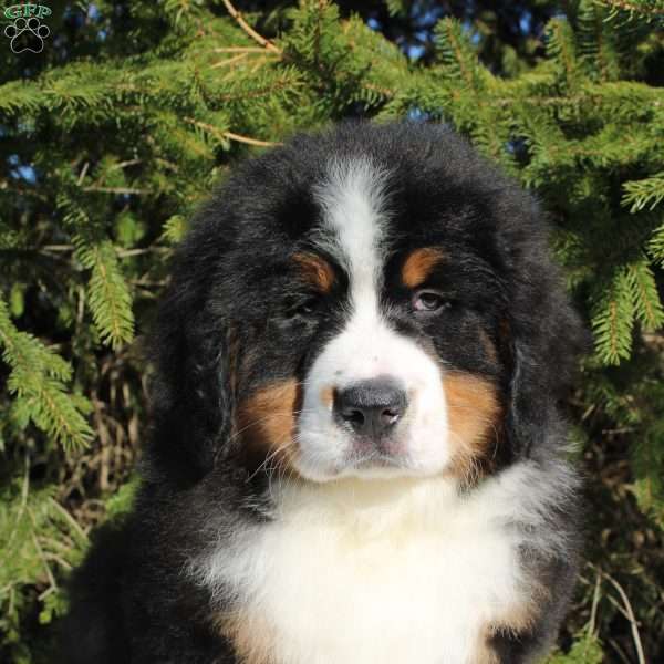 Simba, Bernese Mountain Dog Puppy