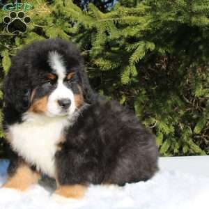 Simba, Bernese Mountain Dog Puppy