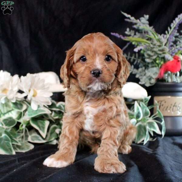 Simeon, Cavapoo Puppy