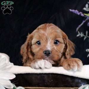 Simeon, Cavapoo Puppy