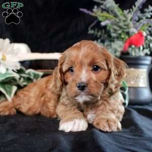 Simeon, Cavapoo Puppy