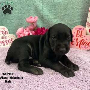 SKIPPER, Doberman Pinscher Puppy