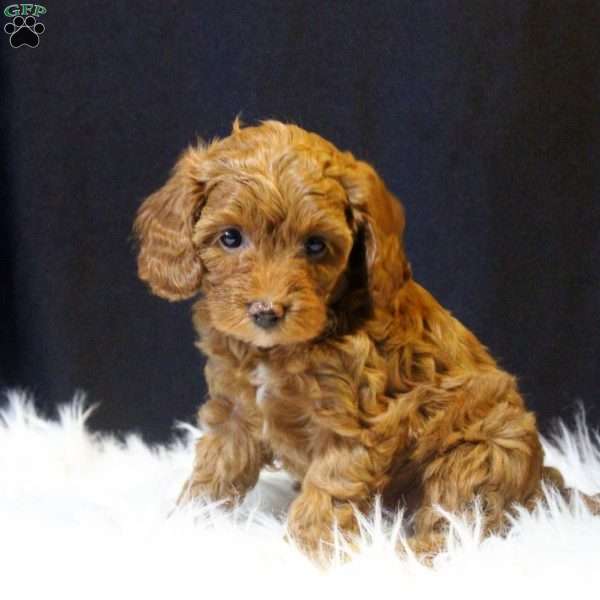 Skye, Cavapoo Puppy