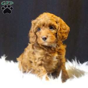 Skye, Cavapoo Puppy