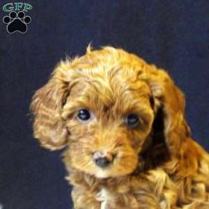 Skye, Cavapoo Puppy