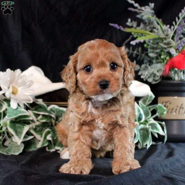 Skye, Cavapoo Puppy