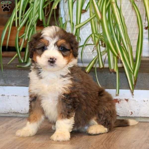 Skye, Mini Bernedoodle Puppy