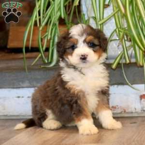 Skye, Mini Bernedoodle Puppy