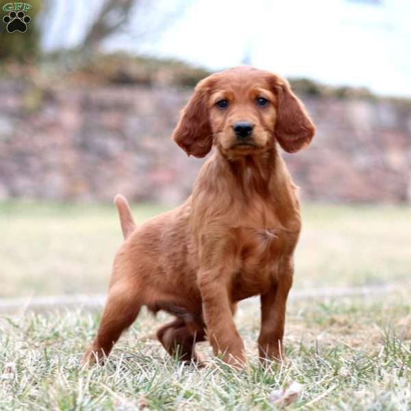 Skyler, Irish Setter Puppy