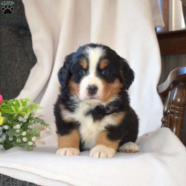 S’mores, Bernese Mountain Dog Puppy