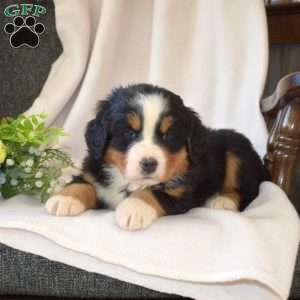 S’mores, Bernese Mountain Dog Puppy