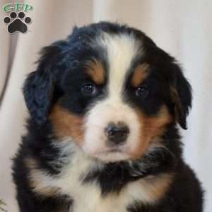 S’mores, Bernese Mountain Dog Puppy