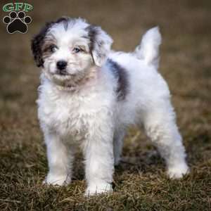 Snowflake, Mini Bernedoodle Puppy