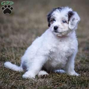 Snowflake, Mini Bernedoodle Puppy