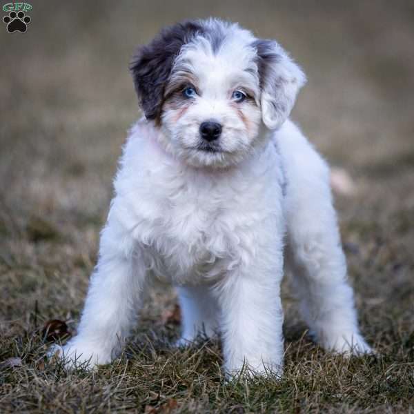 Snowflake, Mini Bernedoodle Puppy