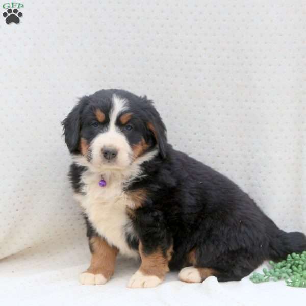 Snuggles, Bernedoodle Puppy