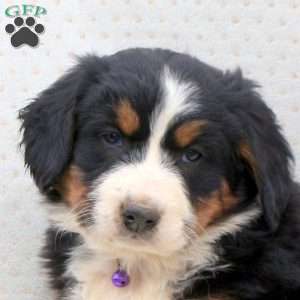 Snuggles, Bernedoodle Puppy