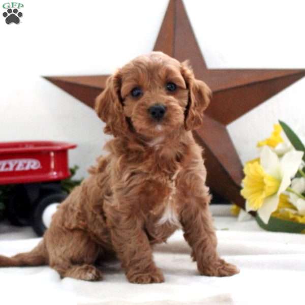 Sofia, Cavapoo Puppy