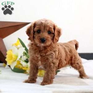 Sofia, Cavapoo Puppy