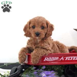 Sofia, Cavapoo Puppy