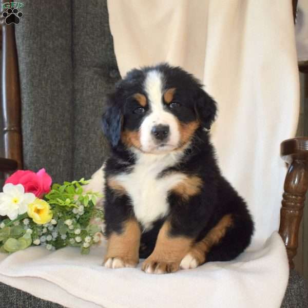 Soldier, Bernese Mountain Dog Puppy