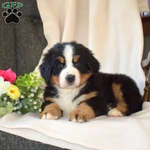 Soldier, Bernese Mountain Dog Puppy