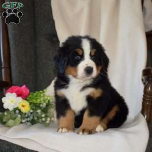 Soldier, Bernese Mountain Dog Puppy