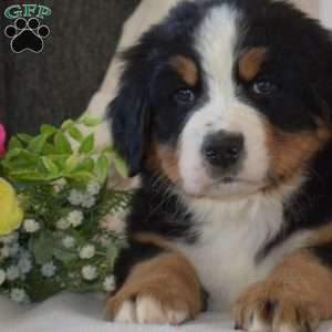 Soldier, Bernese Mountain Dog Puppy