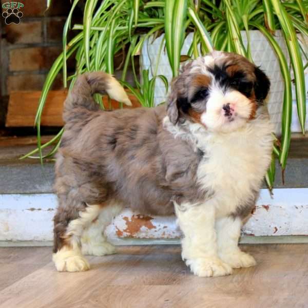 Sonny, Mini Bernedoodle Puppy