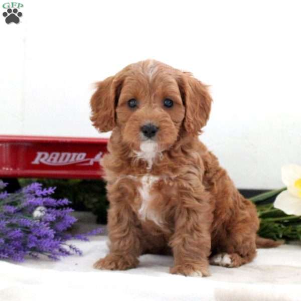 Sonny, Cavapoo Puppy