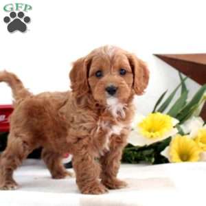 Sonny, Cavapoo Puppy