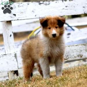 Sonny, Collie Puppy