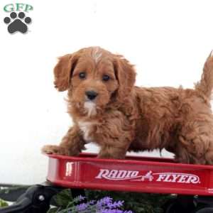 Sonny, Cavapoo Puppy