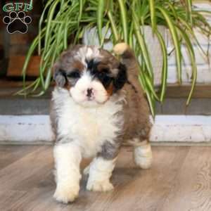 Sonny, Mini Bernedoodle Puppy