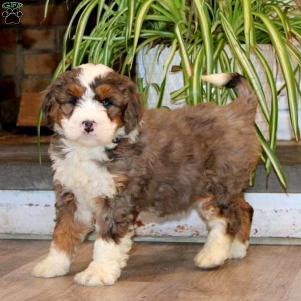 Sonya, Mini Bernedoodle Puppy