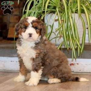 Sonya, Mini Bernedoodle Puppy