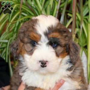 Sonya, Mini Bernedoodle Puppy