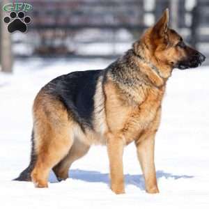 Waldo, German Shepherd Puppy