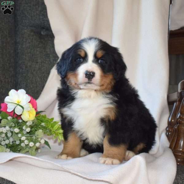 Sophia, Bernese Mountain Dog Puppy