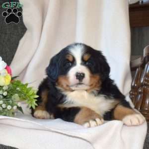 Sophia, Bernese Mountain Dog Puppy