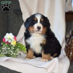 Sophia, Bernese Mountain Dog Puppy