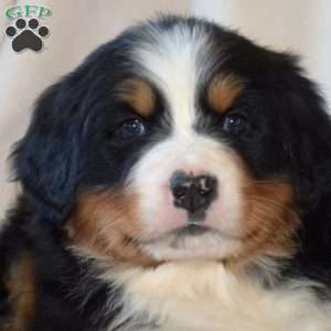 Sophia, Bernese Mountain Dog Puppy