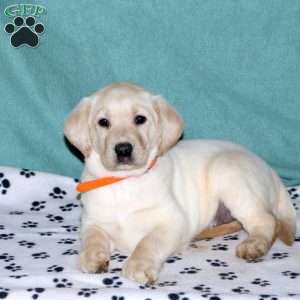 Sophie, Yellow Labrador Retriever Puppy