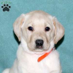 Sophie, Yellow Labrador Retriever Puppy