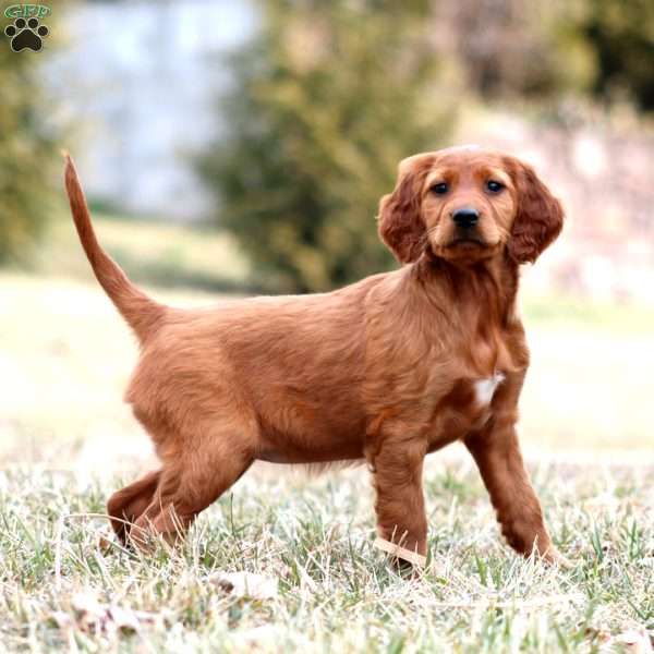 Sparkle, Irish Setter Puppy