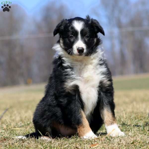 Special, Border Collie Puppy